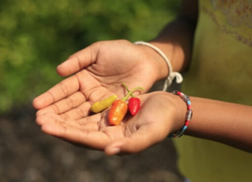 البدائل و أهمية وجودها